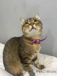 Фото №4. Продам  в Москве реке частное объявление - цена Бесплатно