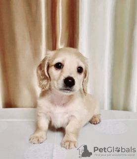 Фото №3. Предлагается на продажу щенок кремовая такса, Cream dachshund golden, Редкий.  Украина