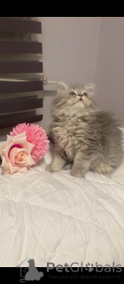 Фото №2 к объявлению №152329 о продаже британская длинношёрстная - купить в Турции частное объявление