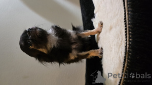 Фото №3. Продаётся Чихуахуа мини.  Финляндия