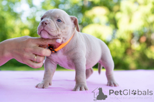 Фото №3. Американский Булли.  Эстония