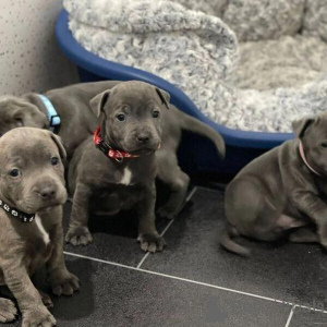 Фото №1. стаффордширский бультерьер - купить в Альбурли за 41745₽. Объявление №151209