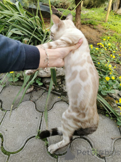 Фото №2 к объявлению №153265 о продаже  - купить в Швеции частное объявление