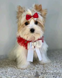 Фото №3. Beaver Yorkshire Terrier Welpen Zur Усыновление Verfügbar.  Германия