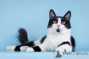 Фото №3. Нежный комочек счастья по имени Ника ждет своих хозяев!. Россия