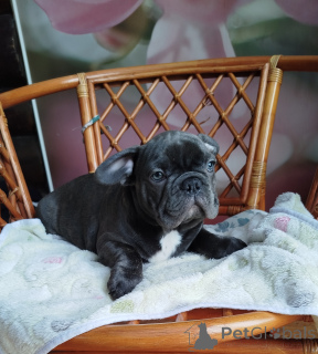 Фото №3. Красивый мальчик французский бульдог..  Беларусь