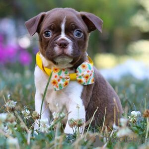 Фото №1. бостон-терьер - купить в Кампания De Berchtesgaden за 37107₽. Объявление №151410