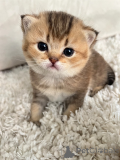 Фото №4. Продам шотландскую (скоттиш страйт) в Nice заводчик - цена договорная