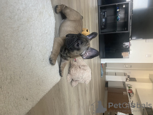 Фото №4. Продажа французского бульдога в Нью-Йорке частное объявление - цена 144949₽