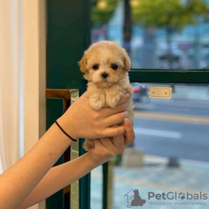 Фото №3. Wspaniałe szczenięta płci męskiej и żeńskiej MALTIPOO do adopcji.  Польша