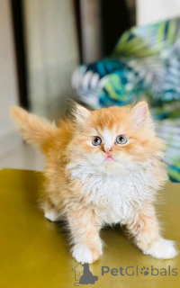 Фото №3. Exotische kurzhaarkätzchen zur усыновление. Германия