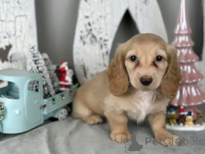 Фото №3. Таксы, приученные к туалету.  США