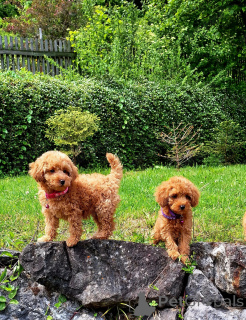 Фото №1. пудель (той) - купить в Эсенс за 92767₽. Объявление №161542