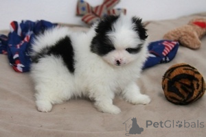 Фото №1. померанский шпиц - купить в Берне за 46384₽. Объявление №155207