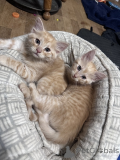 Фото №2 к объявлению №148698 о продаже мейн-кун - купить в США 