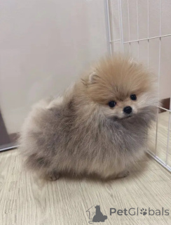 Фото №2 к объявлению №162797 о продаже  - купить в Бельгии частное объявление