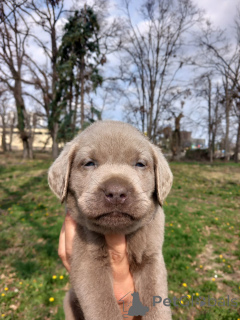 Фото №4. Продажа лабрадудля в Белграде  - цена договорная