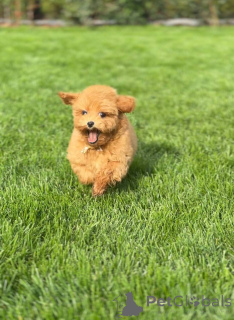 Фото №3. Очаровательный 11weekold Toy Poodle готов к любящему дому (Брайтон,.  Великобритания