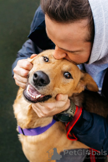Фото №3. Лион настоящий друг и яркая путеводная звезда!.  Россия