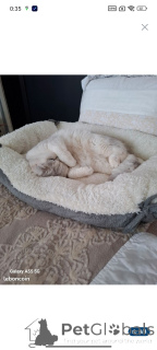 Фото №2 к объявлению №151982 о продаже британская короткошёрстная - купить в Франции 