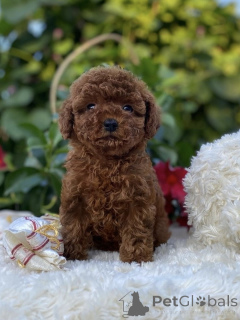 Фото №1. пудель (той) - купить в Берлине за договорная. Объявление №155842