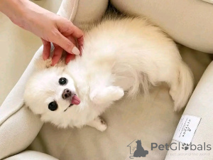 Фото №2 к объявлению №138051 о продаже чихуахуа - купить в Испании заводчик