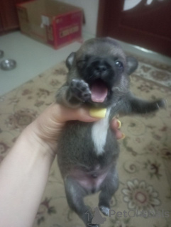 Фото №4. Продажа чихуахуа в Липецке заводчик - цена 7000₽