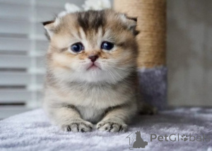 Фото №4. Продам манчкина в Мюнхене заводчик - цена договорная