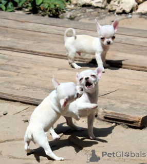 Фото №4. Продажа чихуахуа в Флориде частное объявление, из питомника, из приюта, заводчик - цена 73924₽