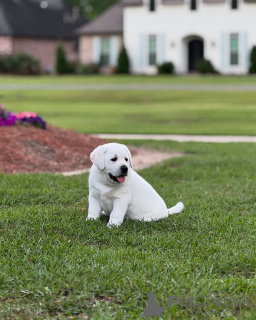 Фото №2 к объявлению №142058 о продаже  - купить в Великобритании из приюта