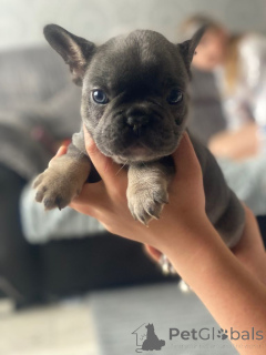 Фото №3. Щенки французского бульдога.  Бельгия