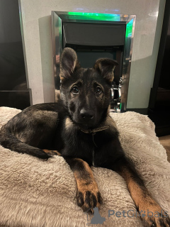 Фото №1. немецкая овчарка - купить в Аризона за 44934₽. Объявление №159458