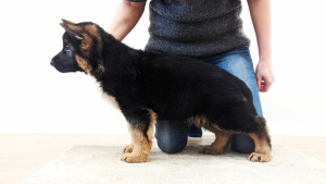 Дополнительные фото: щенок немецкой овчарки с шикарной родословной