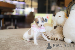 Фото №4. Продажа чихуахуа в Аризона заводчик - цена договорная