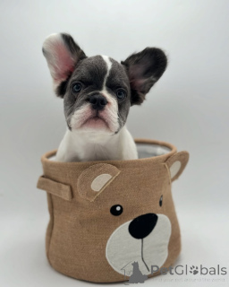 Фото №2 к объявлению №150642 о продаже французского бульдога - купить в Германии из приюта, заводчик