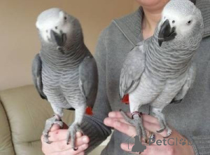 Фото №2 к объявлению №157975 о продаже  - купить в Дании 