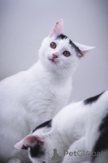 Фото №2 к объявлению №155316 о продаже  - купить в России частное объявление