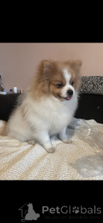 Фото №1. немецкий шпиц, померанский шпиц - купить в Париже за 134512₽. Объявление №164537