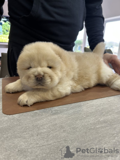 Фото №3. Schöne, kräftige, bei KC registrierte Welpen.  Германия