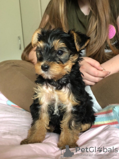 Фото №3. Teacup Yorkshire Terrier Puppy for free adoption.  Германия