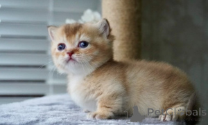 Фото №2 к объявлению №161176 о продаже манчкин - купить в Германии заводчик