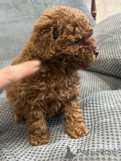 Фото №4. Продажа пуделя (той) в Киеве частное объявление, из питомника, заводчик - цена 166981₽