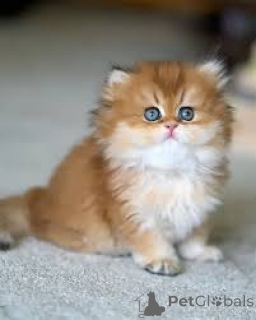 Фото №3. Британский Курцхаар-Кетчен Абзугебен. Австрия