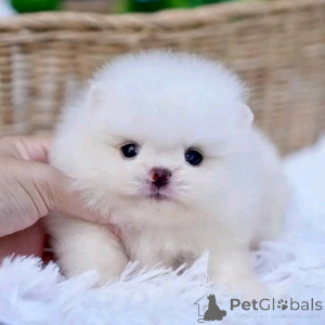 Фото №1.  - купить в Бетон-Базоше за договорная. Объявление №161932