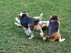 Фото №2 к объявлению №161138 о продаже  - купить в Германии 