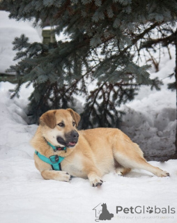 Фото №4. Продажа беспородную в Москве реке  - цена Бесплатно