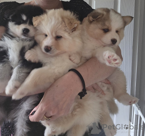 Фото №3. Taivaallisia Pomskyn pentuja.  Финляндия