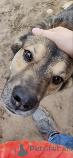 Фото №4. Продажа беспородную в Москва  - цена Бесплатно