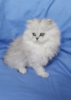 Фото №2 к объявлению №4604 о продаже британская длинношёрстная, персидская, хайленд-страйт, шиншилла кошка, шотландская (скоттиш страйт) - купить в Украине частное объявление