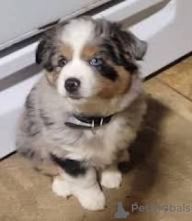 Фото №3. Очаровательные чиоты Berger Australien à vendre.  Франция